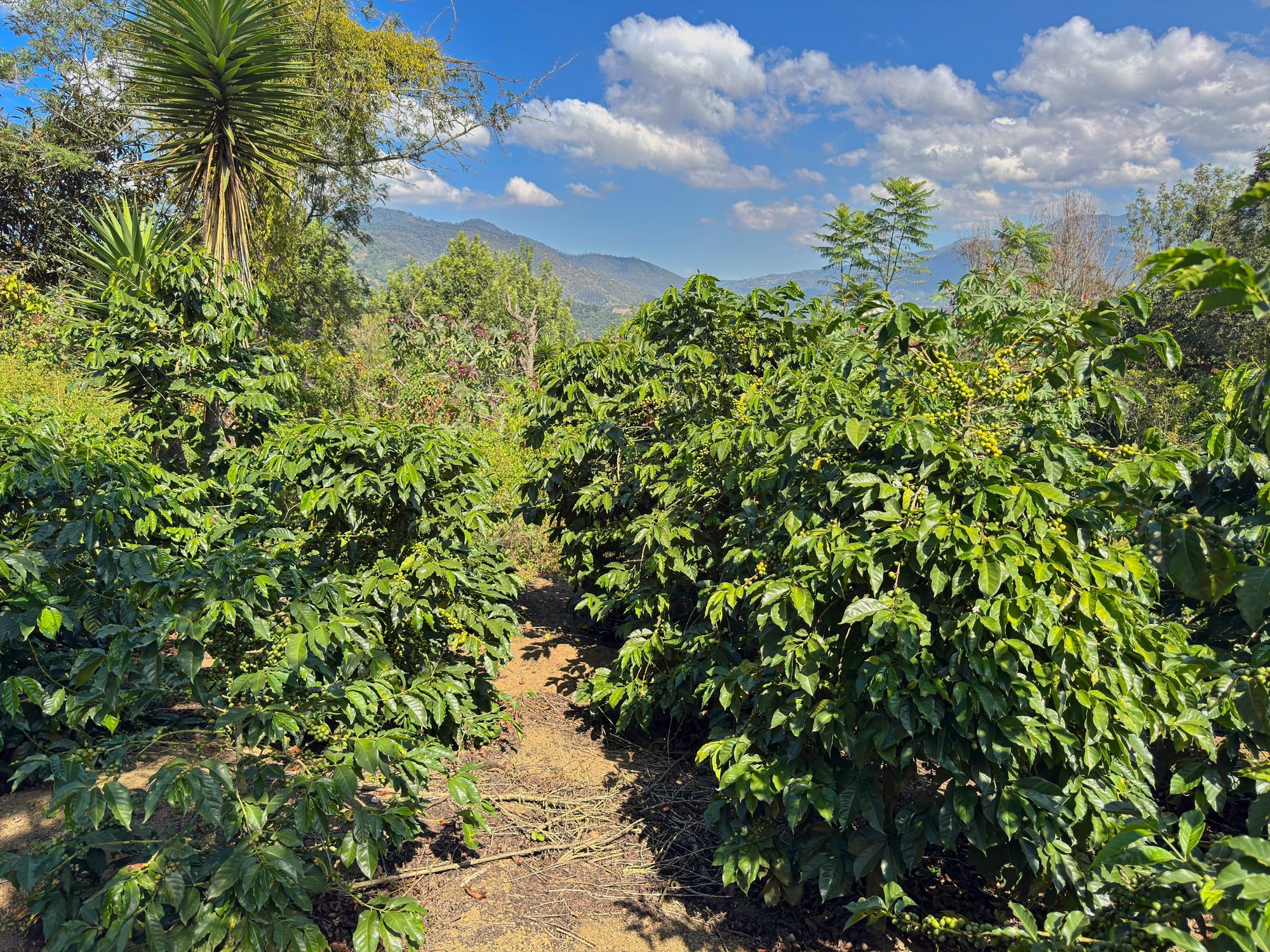 Coffee farm in Guatemala